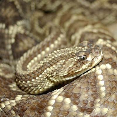 Tropical Rattlesnake - Copyrighted free use, https://commons.wikimedia.org/w/index.php?curid=29692 <a href=></a>