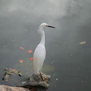 La erulla (a crane) waits patiently for a meal to pass by. Yucatan is home to hundreds of resident and migrating bird species. <a href=></a>
