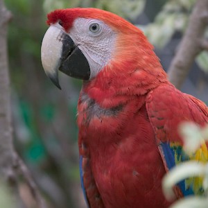 While most people would say this is a parrot, it is actually a macaw. Unlike parrots, macaws are seldom seen in Yucatan, except in captivity. <a href=></a>