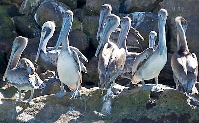 Pelicans in Celestun <a href=></a>