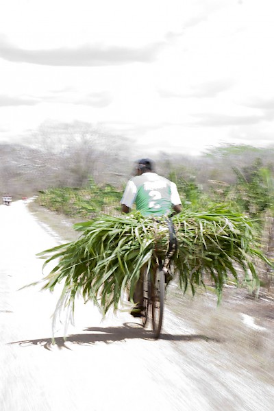 A bicyclist carries home food for his horses in Yucatan <a href=></a>