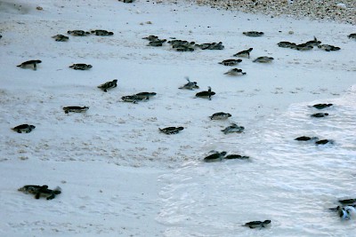 New turtle hatchlings entering the Caribbean Sea on the beach at Isla Mujeres <a href=></a>