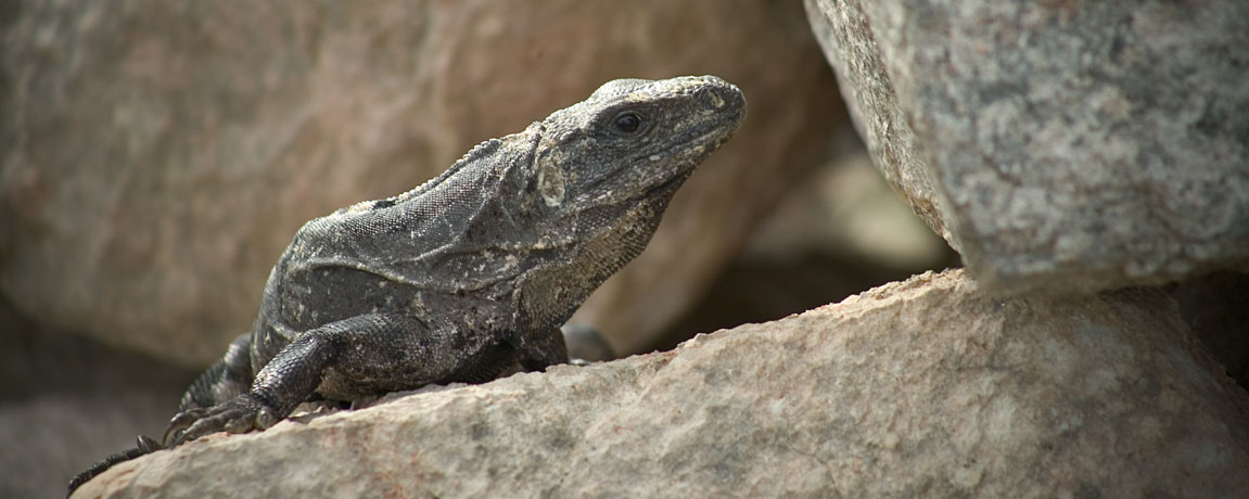 Iguanas, Part I