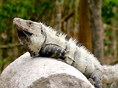 A large, black Spiney-tailed iguana basking in the sun <a href=></a>