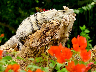 Just another lazy day in Paradise for this iguana <a href=></a>
