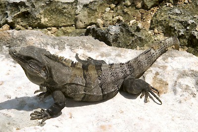 Black spiney-tailed iguana (Ctenosaura similis) <a href=></a>