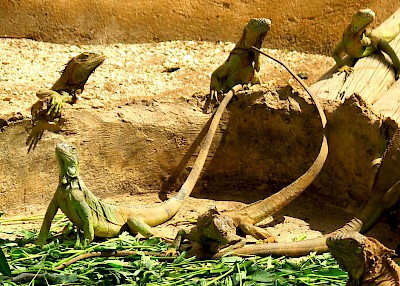 Female green iguanas in the Vallazoo display enclosure. <a href=></a>