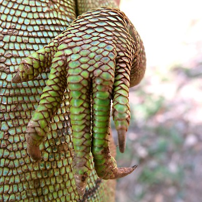 The potentially dangerous claw of a green iguana. <a href=></a>