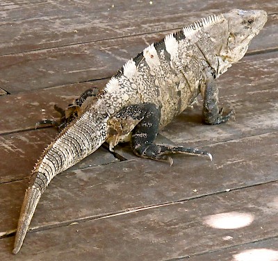 Iguana in the Maya taxonomy were crawlers. <a href=></a>