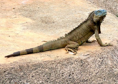 Photo illustrating the substantial tail of a green iguana. <a href=></a>