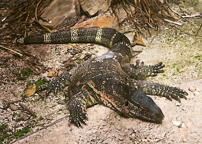 A monitor lizard, which some desert Muslim Bedouins eat, even though it is classified as Haram. <a href=></a>