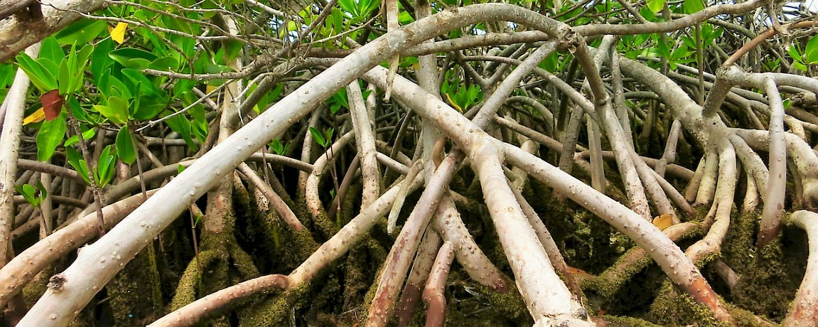 Yucatan News: Mangrove Restoration Efforts