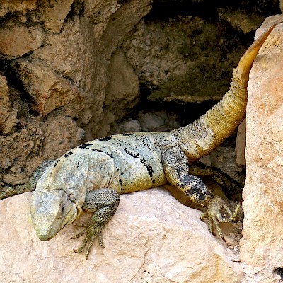 An iguana that lost part of its tail.  The end of the tail is regenerating <a href=></a>
