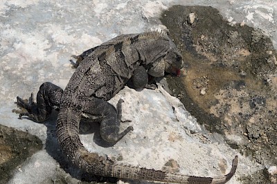 Iguana using his tongue to drink rainwater from a small depression <a href=></a>