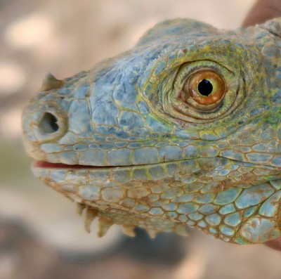 Nostril located near the end of the nose on a Green Iguana <a href=></a>