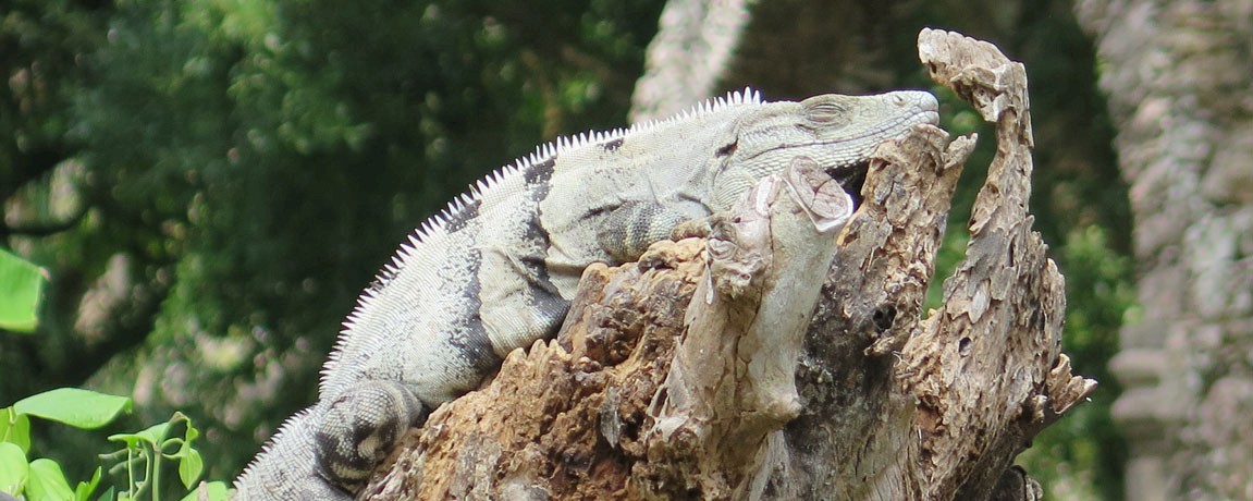 Iguanas of Yucatan, Part II