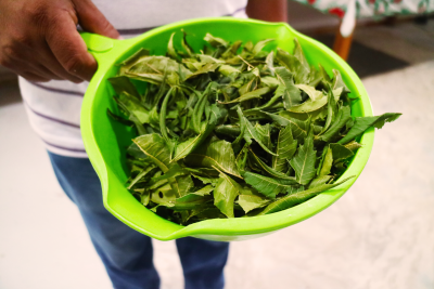 Neem leaves used for soap, and burned to smoke the hives during honeycomb collection. <a href=></a>