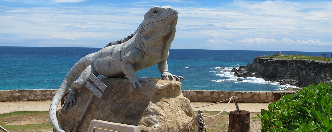 Iguanas of Yucatan, Part III