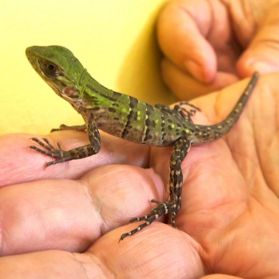 Baby iguanas are adorable. <a href=></a>