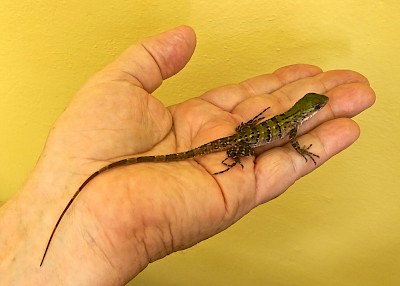 A hatchling iguana fits in your hand. <a href=></a>
