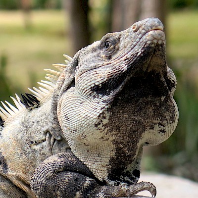 Puffing up its jowls is a defense mechanism to make the iguana look bigger. <a href=></a>