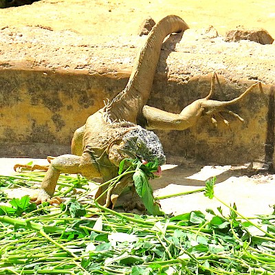 Dinnertime at the VallaZoo in Valladolid. <a href=></a>