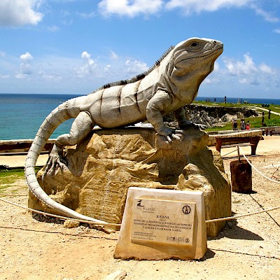 Largest iguana in the world on Isla Mujeres (Iguanus Concretous) <a href=></a>