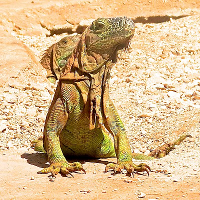 A mature female Green Iguana <a href=></a>