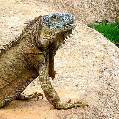 Iguanas have excellent eyesight and remain visually alert. <a href=></a>