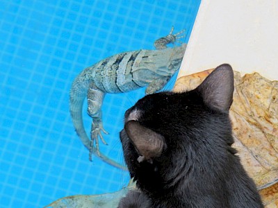 Domestic cat knocked iguana into the swimming pool. <a href=></a>