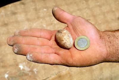 Hand, iguana egg and ten-peso coin for scale. <a href=></a>
