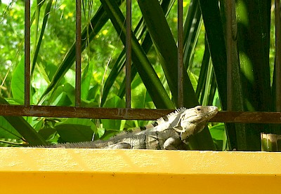 Urban Black Spiney-tailed Iguana who claims my privacy wall as his territory. <a href=></a>