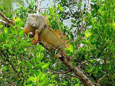 Green Iguanas bask on branches that hang over water and will jump into the water to escape a predator. <a href=></a>