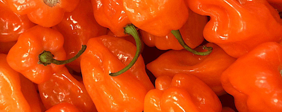 Habanero Cryptocurrency - Agrocoin