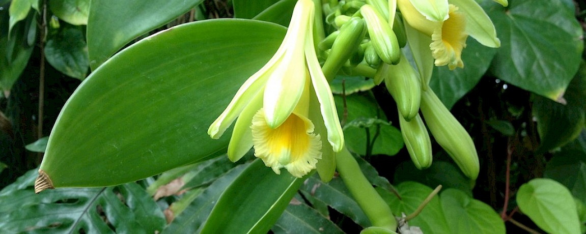 Vanilla, Yucatan's International Sensation