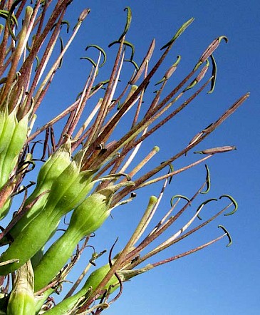 Caribbean Agave, AGAVE ANGUSTIFOLIA, flowers