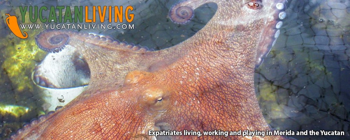 Commercial Octopus Farming in Sisal