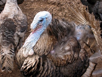 turkey <a href=></a>