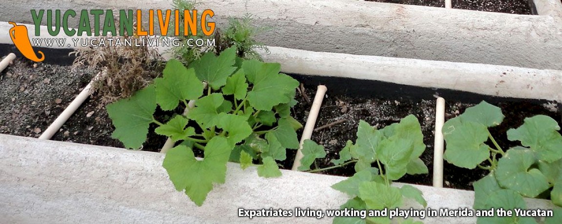 Roof Gardening in Merida Part Two