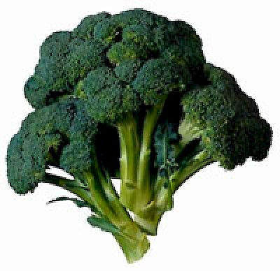 broccoli <a href=></a>
