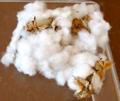 cotton <a href=></a>