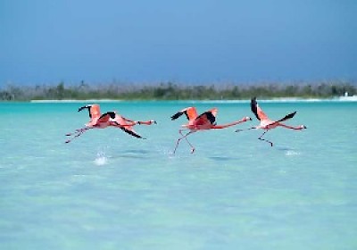 flamingos <a href=></a>