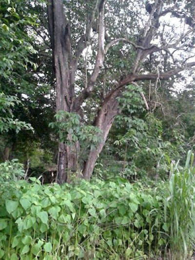 Tree on the property <a href=></a>