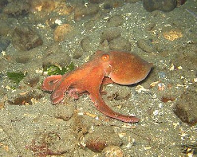 pulpo <a href=></a>