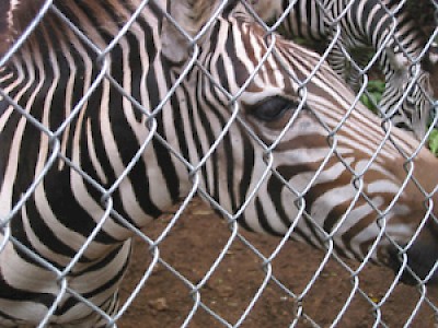 zoo <a href=></a>