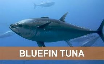 tuna <a href=></a>