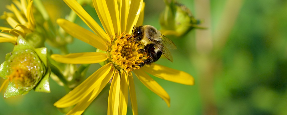 Melipona Bees and the Honey of Yucatan