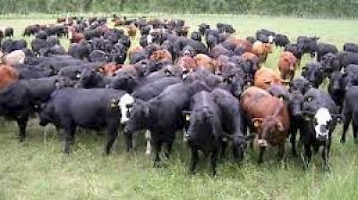 Cattle Stock in Yucatan Mexico <a href=></a>