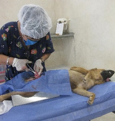 Animal Health and Protection in Yucatan Mexico <a href=></a>