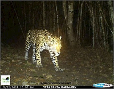 Education about Jaguar Population in Yucatan Mexico <a href=></a>